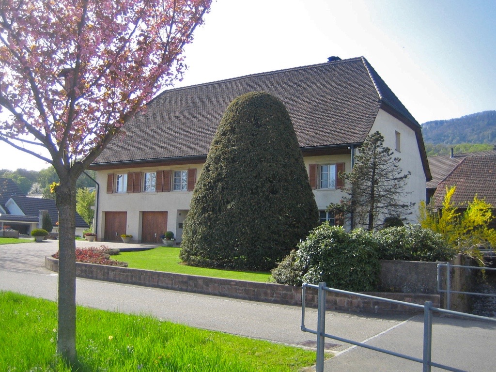 Oberbipp: Umgebautes Bauernhaus mit alter Eibe 